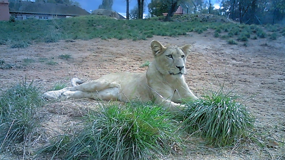 Zoofamily - ukážkové foto