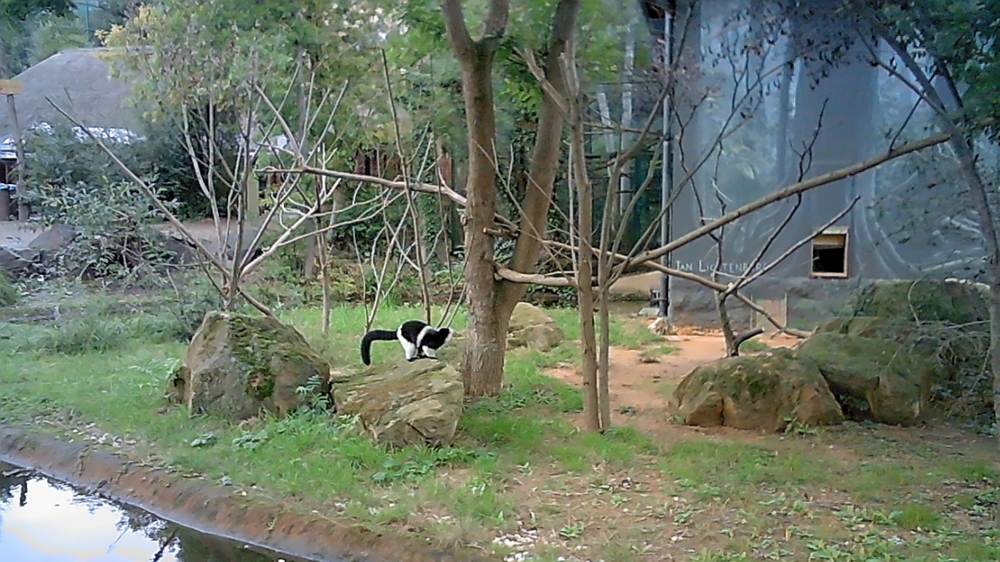 Zoofamily - ukážkové foto