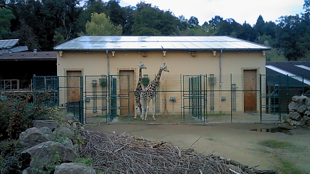 Zoofamily - ukážkové foto